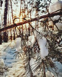 Close-up of tree branches during winter