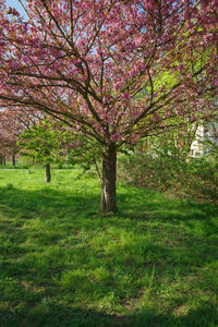 View of cherry tree in field