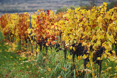 Red wine grapes during autumn, south moravia, czech republic