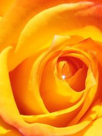 Macro shot of yellow rose