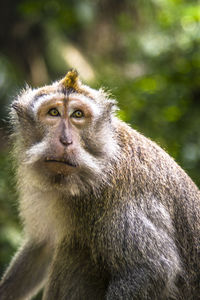 Close-up of monkey sitting looking away outdoors