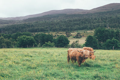 Cow grazing on field against sky