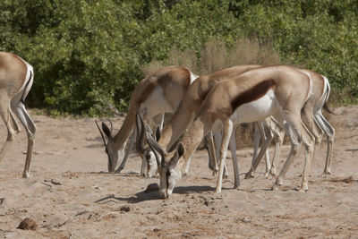 Gazelles grazing on field