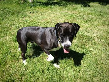Portrait of black dog on field