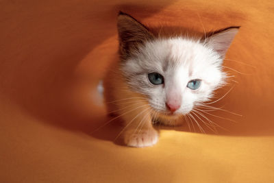 Cute white kitten on a yellow background goes and looks at the camera