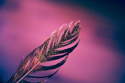 Close-up of feather covered with gold glitter