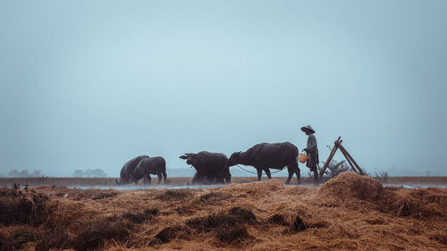 Full length of farmer with buffalo working at farm