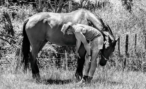 Horse on field