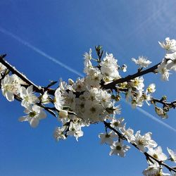 Low angle view of cherry blossom tree