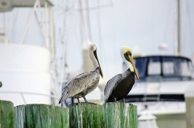 Close-up of pelican perching outdoors