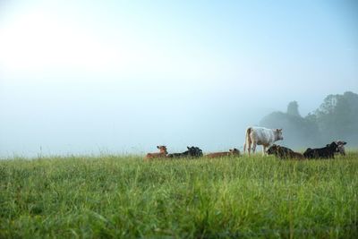 View of cows on grassy field against sky