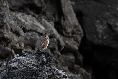 Close-up of bird perching on rock