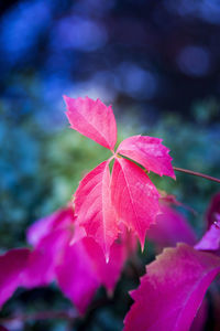 Close-up of red maple leaves