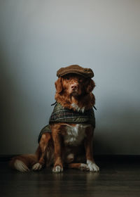 Stylish brown nova scotia duck tolling retriever in a checkered brown cap and a green cape. 