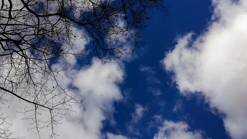 Low angle view of tree against sky