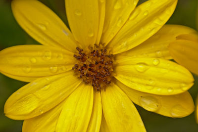 Close-up of wet yellow flower