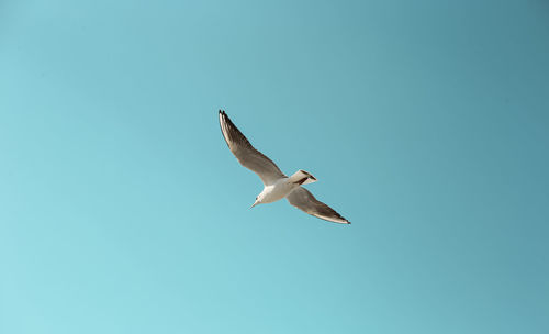 Low angle view of seagull flying