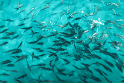 Full frame shot of fish swimming in sea