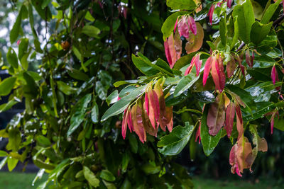 Close-up of wet red flowering plant during rainy season