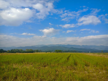 Scenic view of field against sky