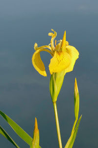 Close-up of yellow flowering plant against sky