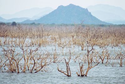 A lake inside the national park yala, sri lanka