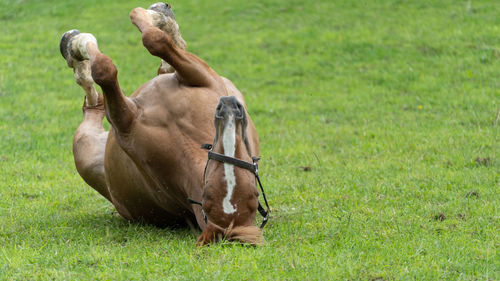 Horses in a field