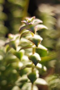 Close-up of plant