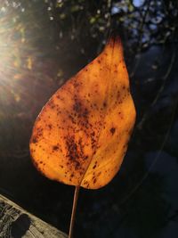 Close-up of autumn leaf