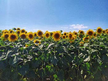 Scenic view of sunflower field against sky