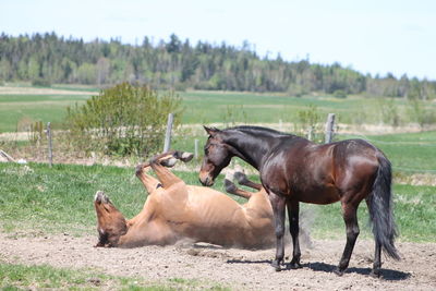 Horses on field against sky