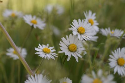 Close-up of yellow flowers blooming outdoors