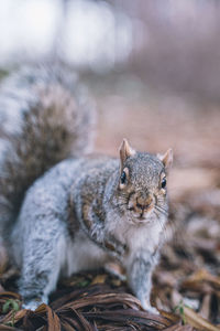 Close-up portrait of squirrel