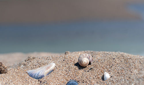 Close-up of seashell on beach