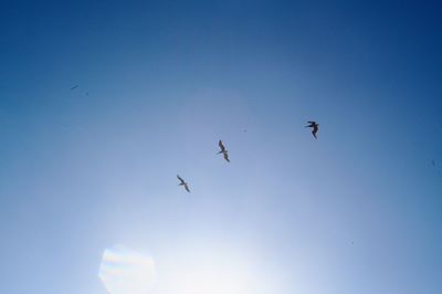 Low angle view of birds flying in sky