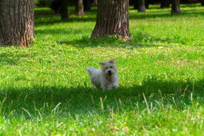 View of a dog on field