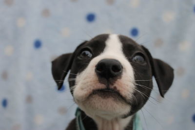 Close-up portrait of dog