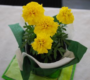 Close-up of yellow flower bouquet