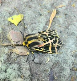 Close up of turtle