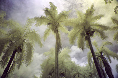 Low angle view of coconut palm trees against sky with infrared camera