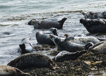 Ducks on rock at sea shore