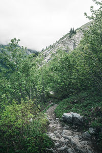 Scenic view of forest against sky