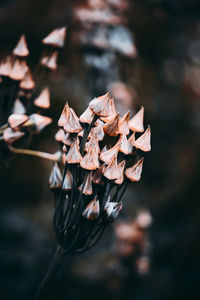 Close-up of wilted plant