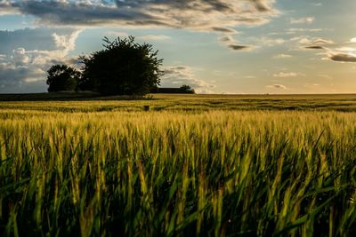 Scenic view of field against cloudy sky