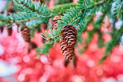 Close-up of pine tree