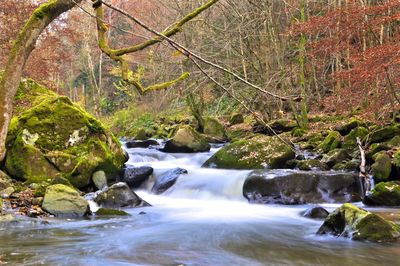 Scenic view of waterfall in forest