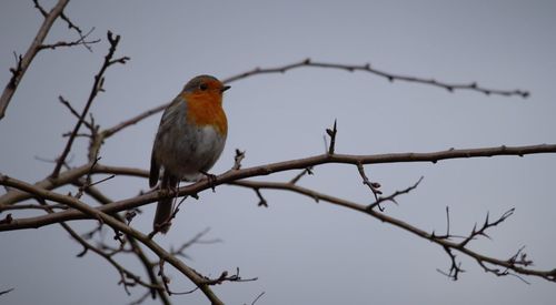 Close-up of bird perching on bare tree against clear sky