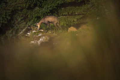 View of deer on field