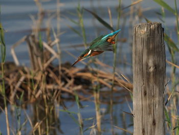 Bird perching on wooden post