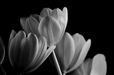 Close-up of flowers